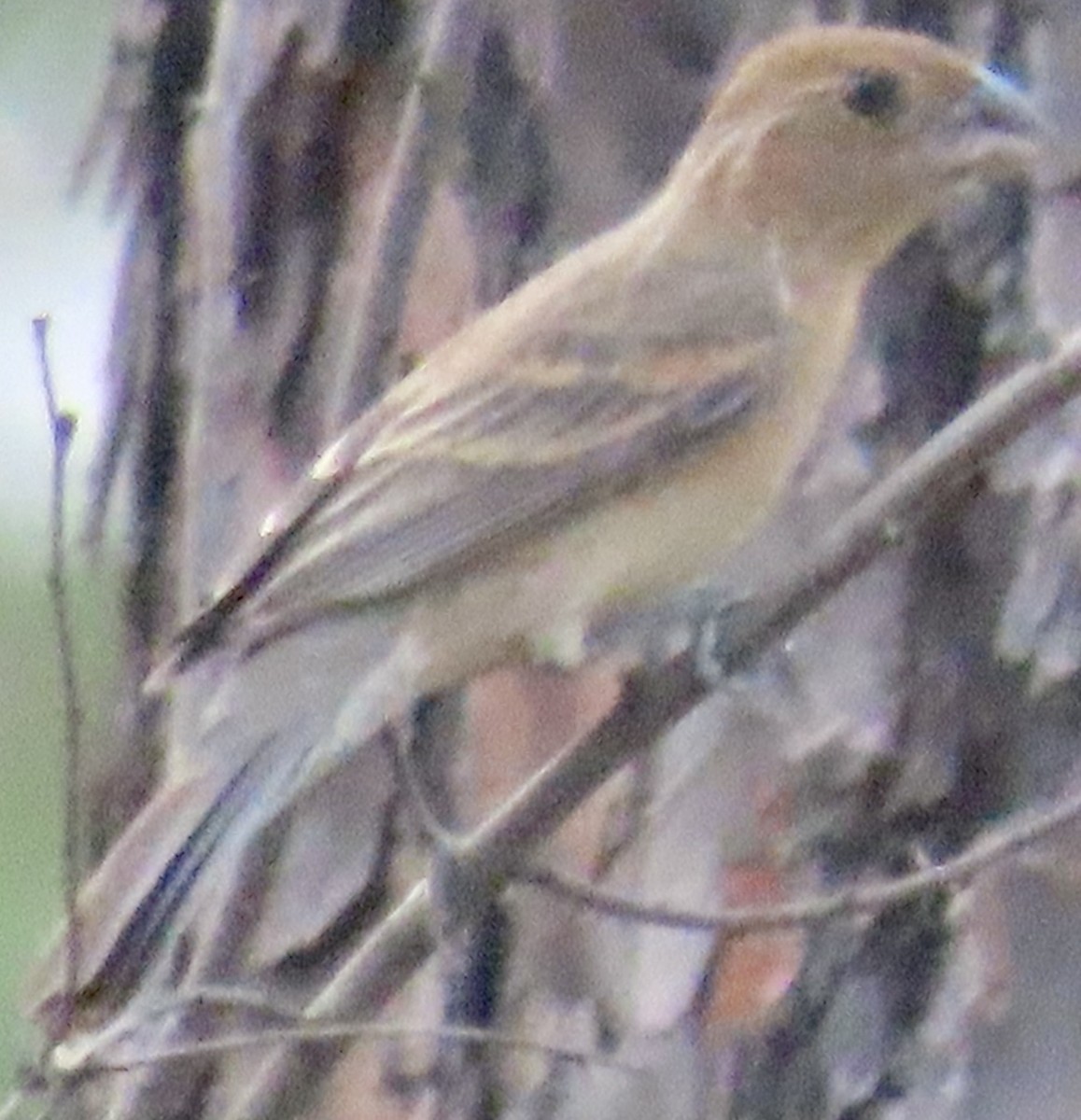 Blue Grosbeak - ML620155546