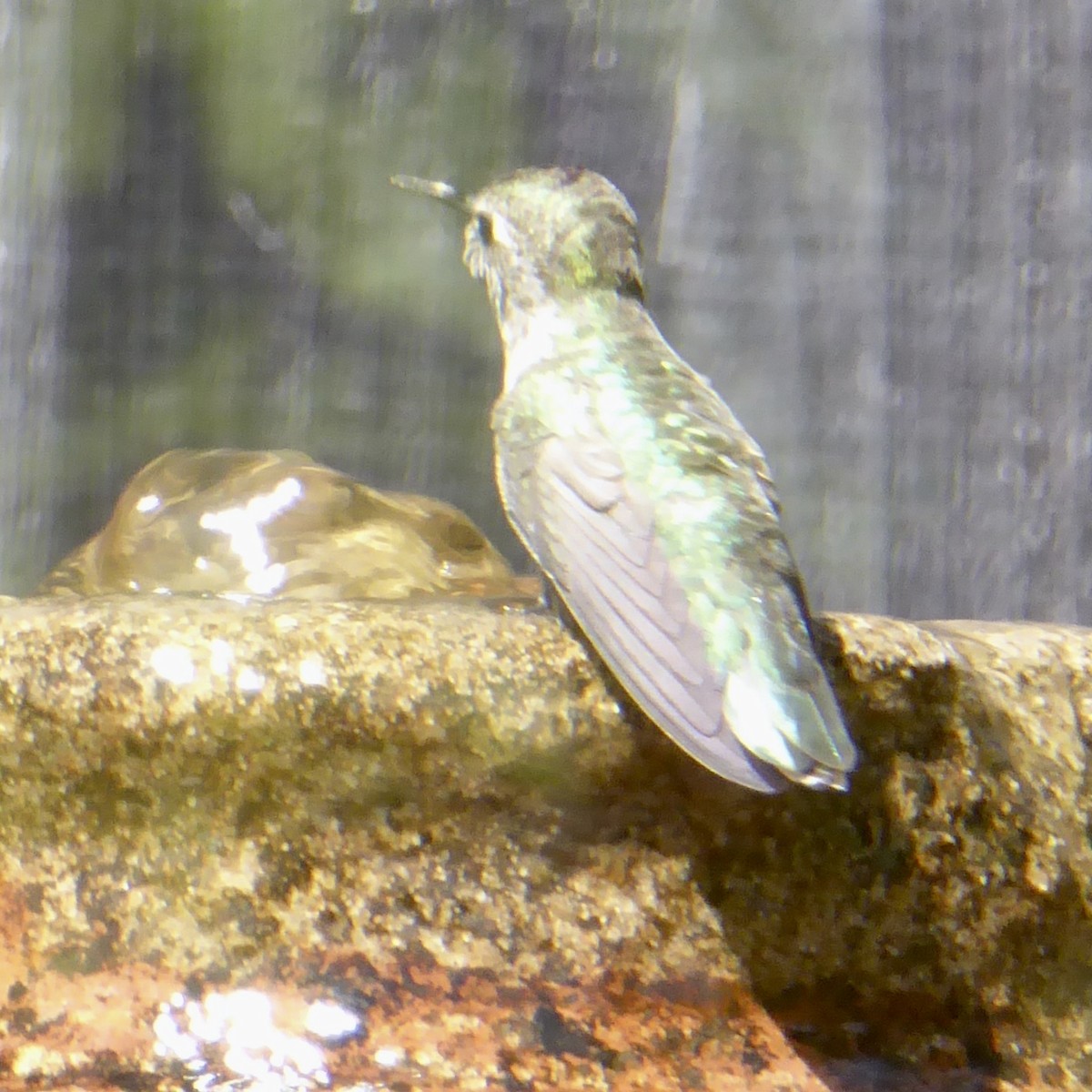 Anna's Hummingbird - ML620155550