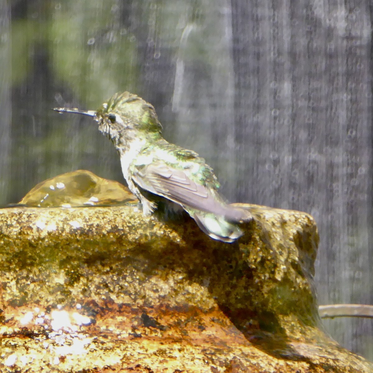 Anna's Hummingbird - ML620155564