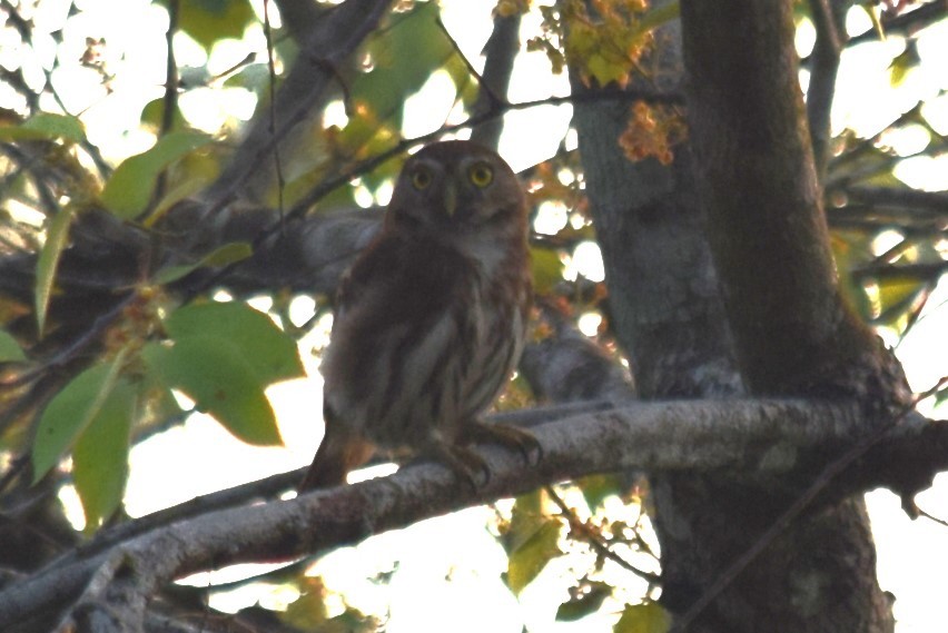 Ferruginous Pygmy-Owl - ML620155569
