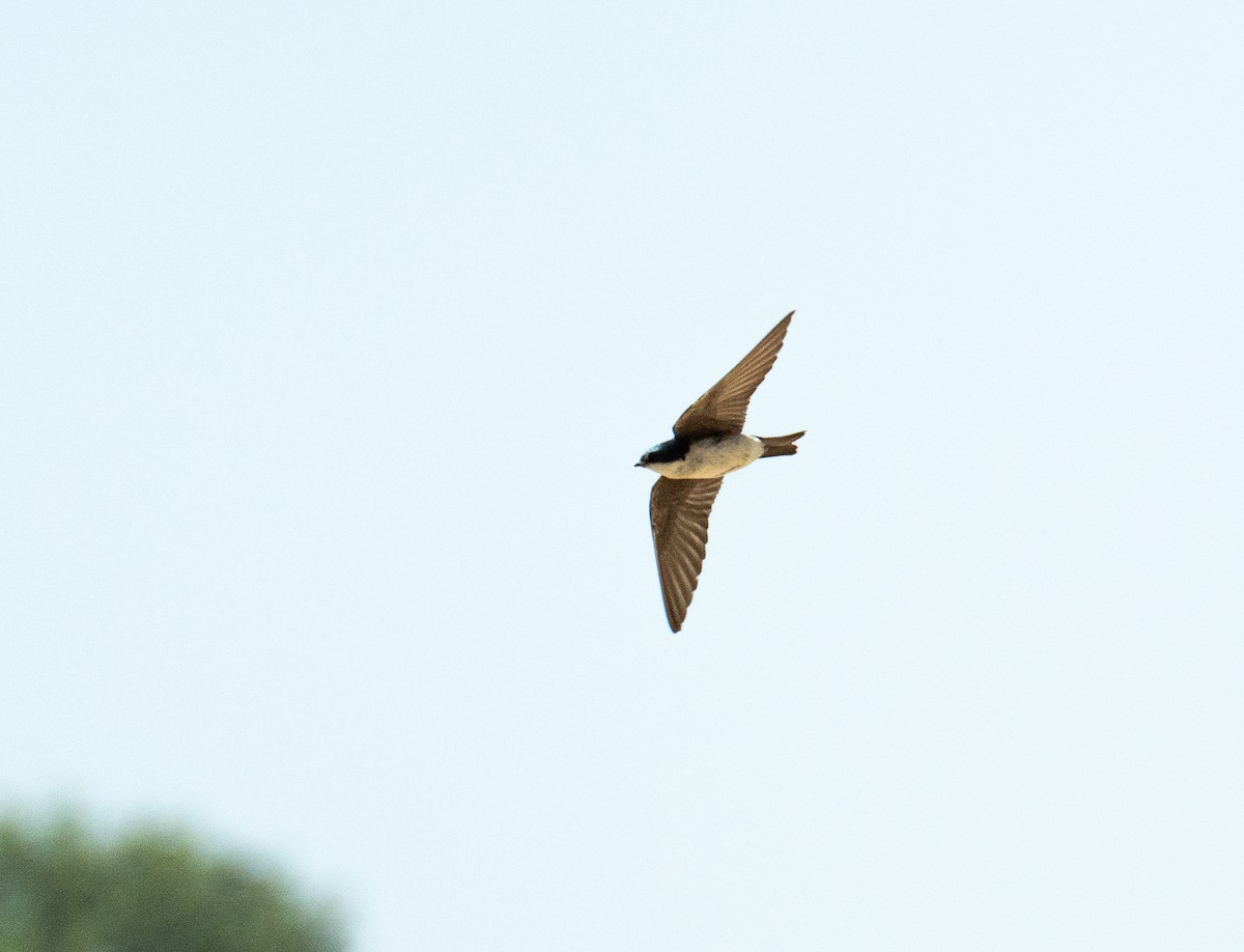 Golondrina Bicolor - ML620155577