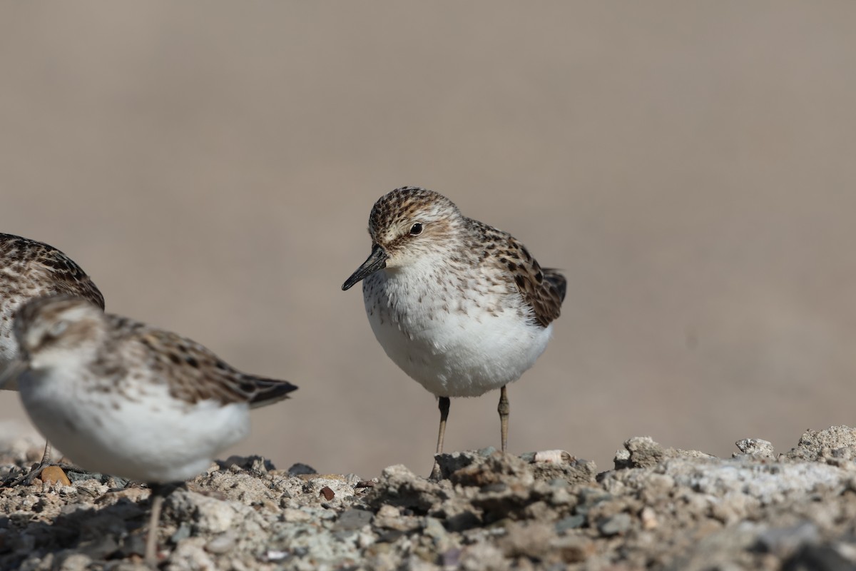 Semipalmated Sandpiper - ML620155590