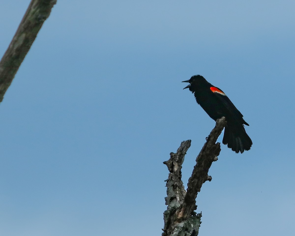 Red-winged Blackbird - ML620155609
