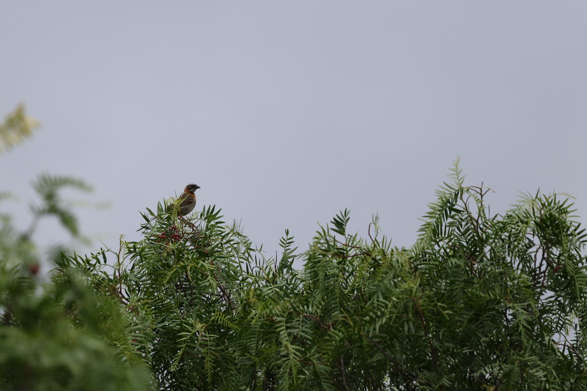 Rufous-collared Sparrow - ML620155611