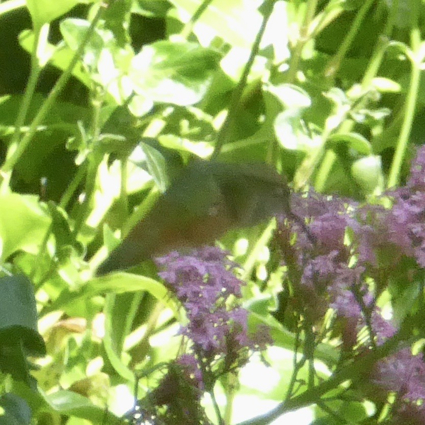 Allen's Hummingbird - ML620155623