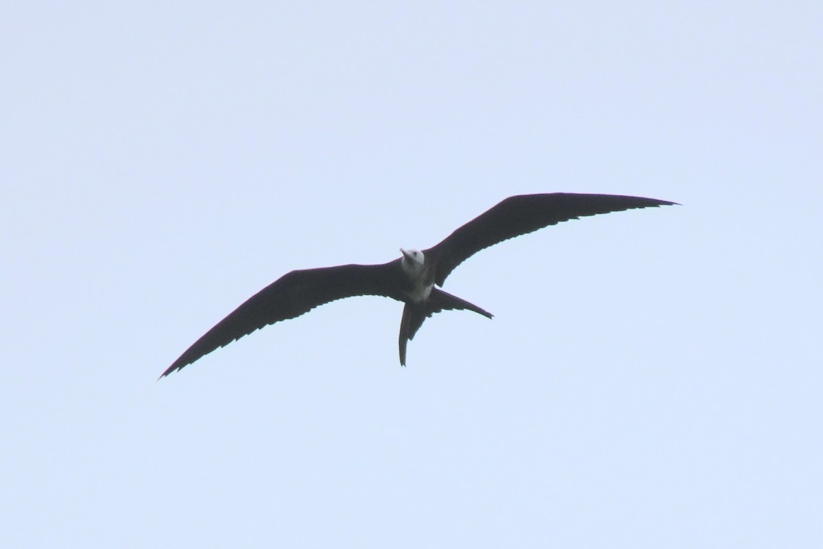 Great Frigatebird - ML620155633