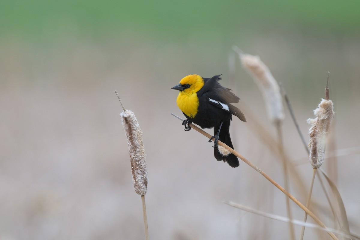 Yellow-headed Blackbird - ML620155641