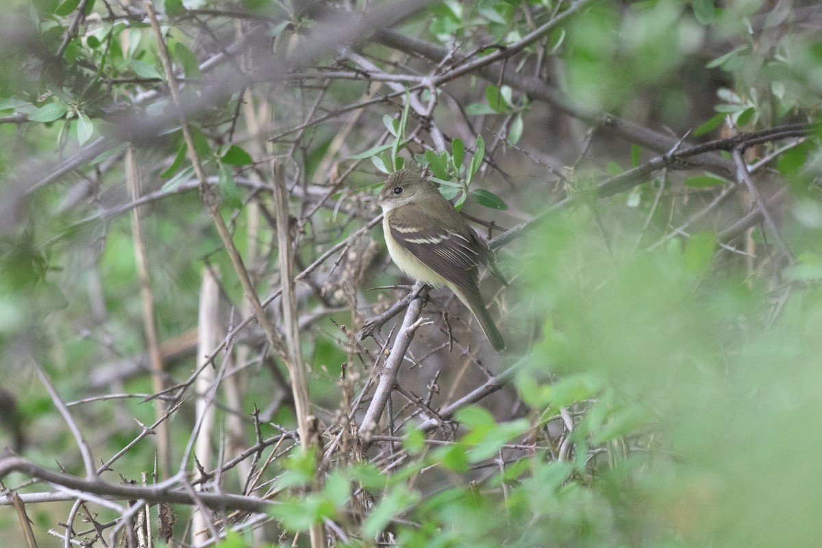 Alder Flycatcher - ML620155644