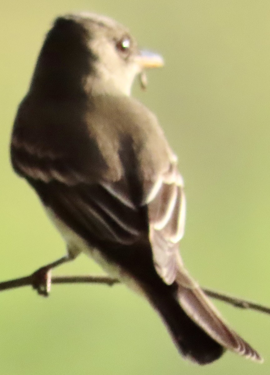 Acadian Flycatcher - Mark Domincovich