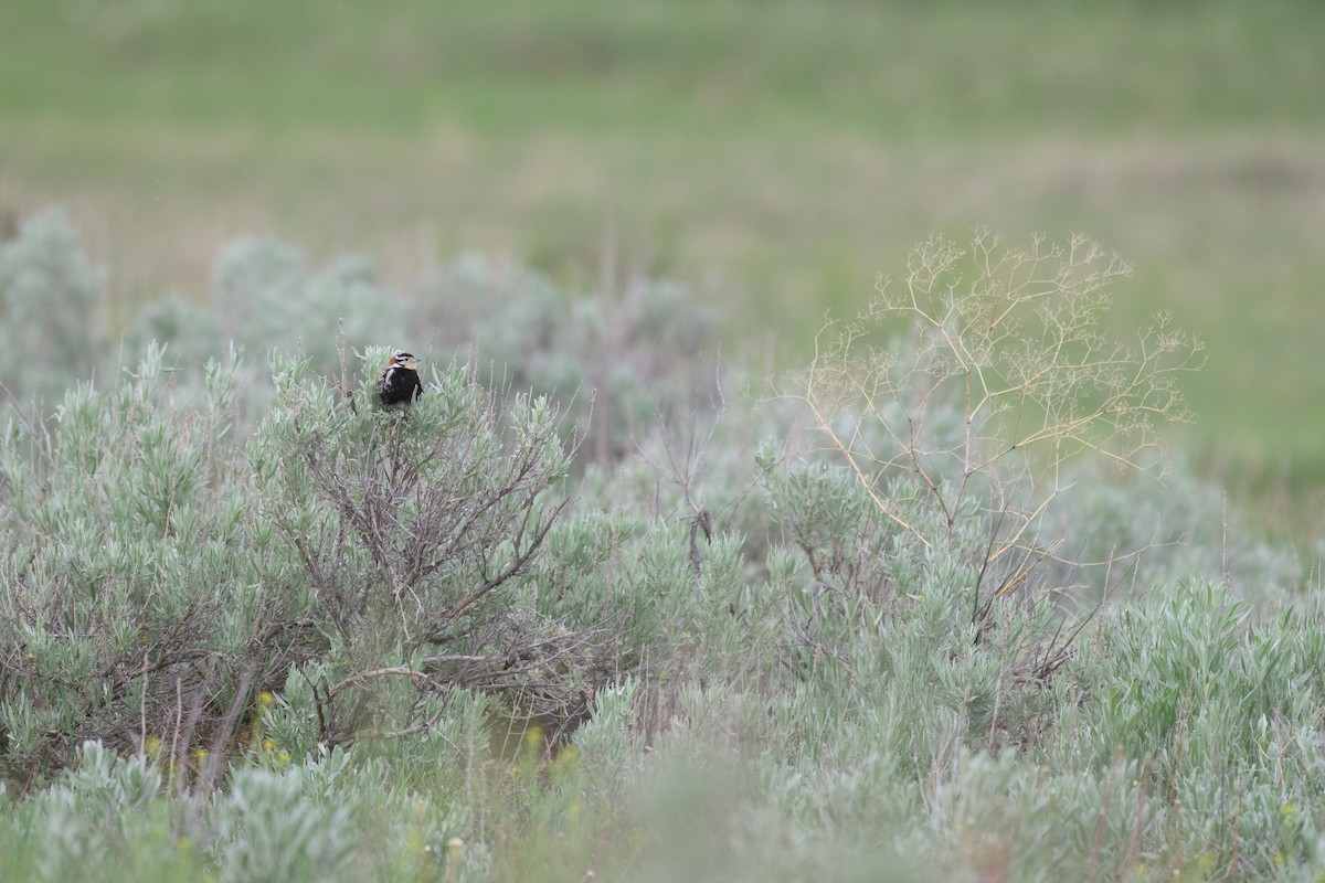 Chestnut-collared Longspur - ML620155650