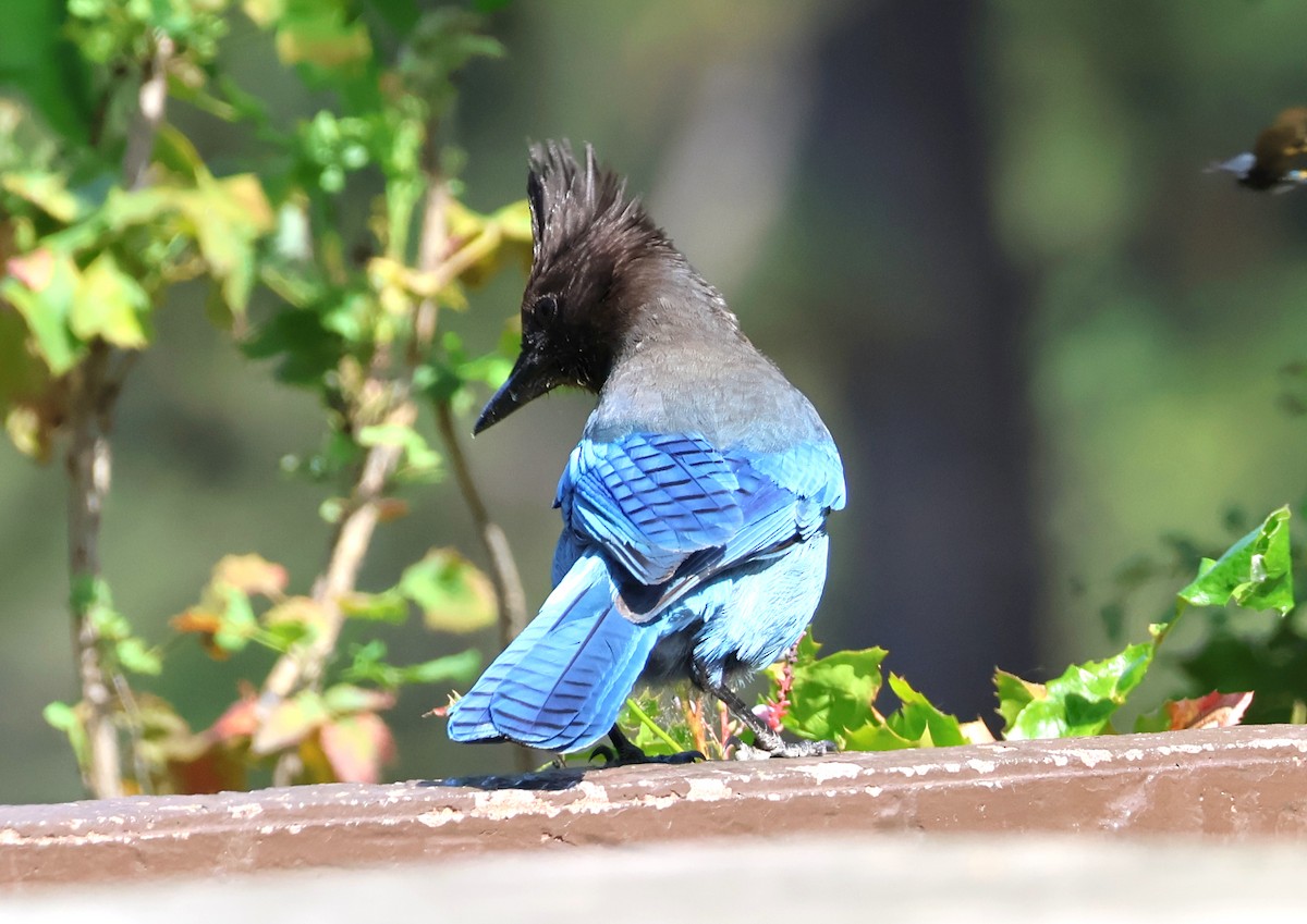 Steller's Jay - ML620155655