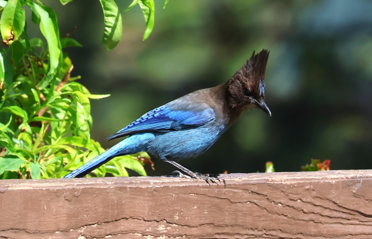 Steller's Jay - ML620155656