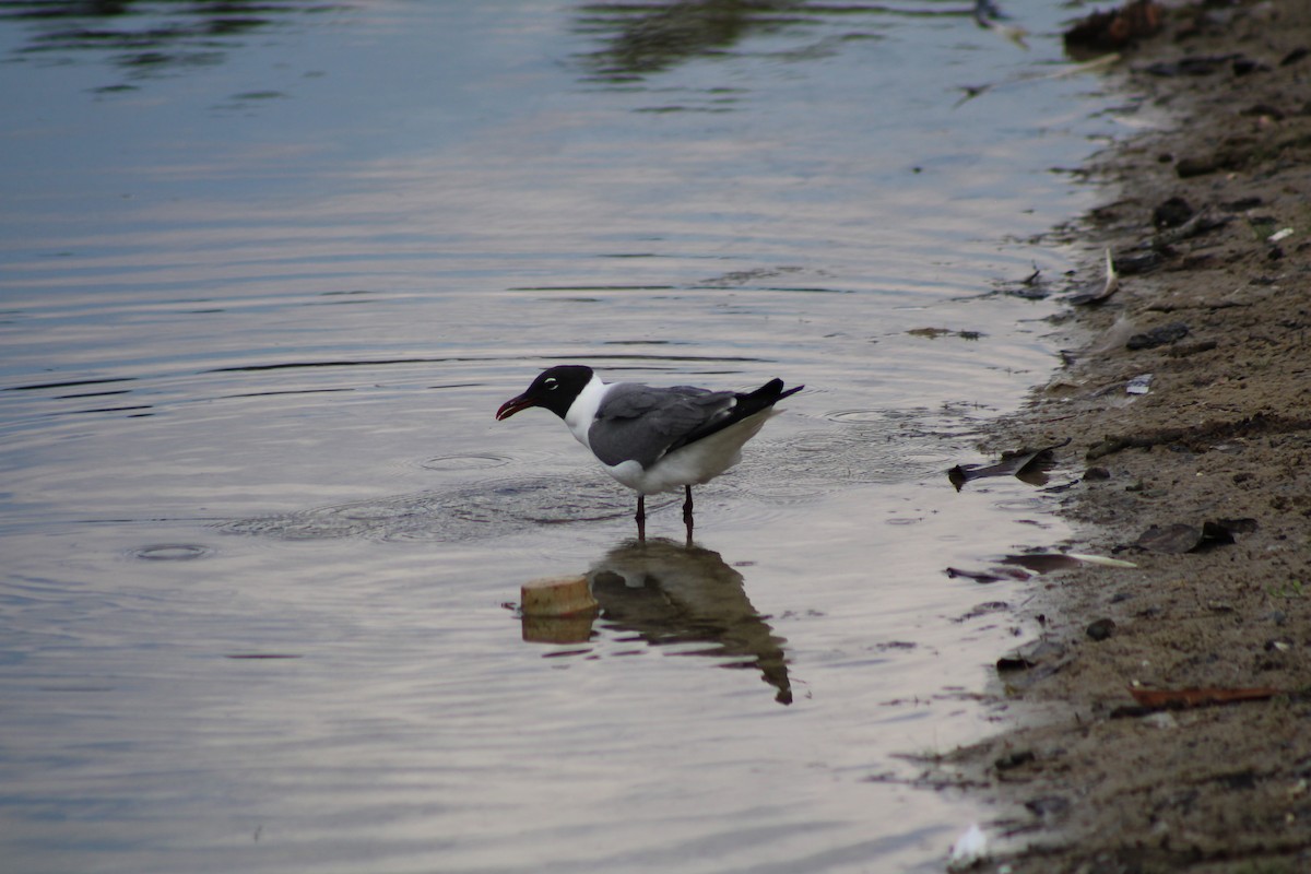 Laughing Gull - ML620155660