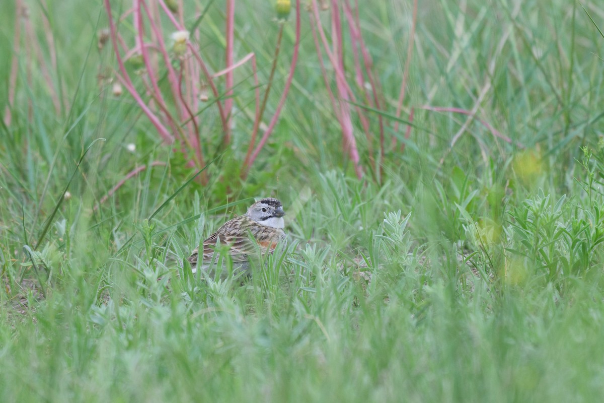 Thick-billed Longspur - ML620155663