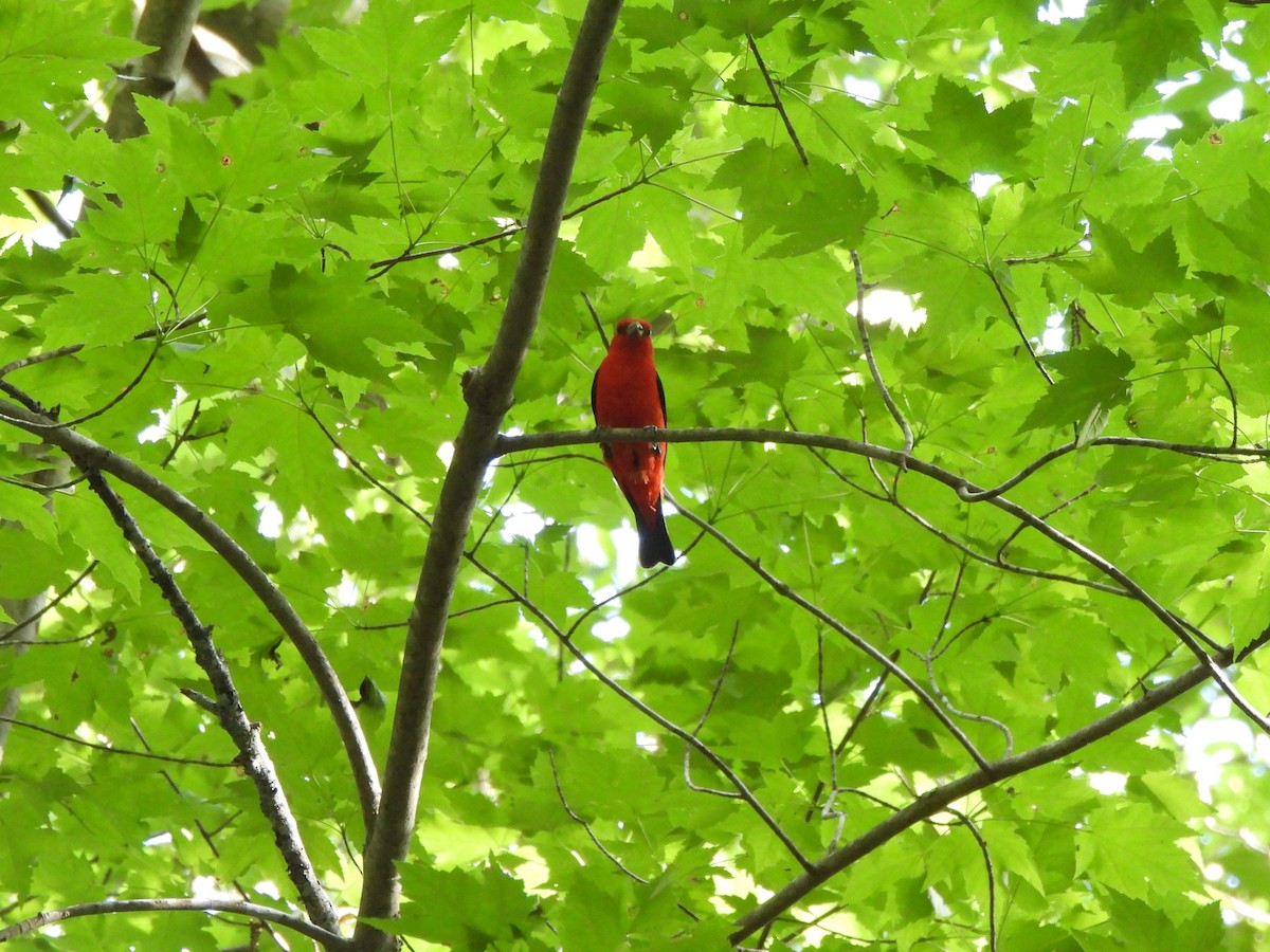 Scarlet Tanager - ML620155669