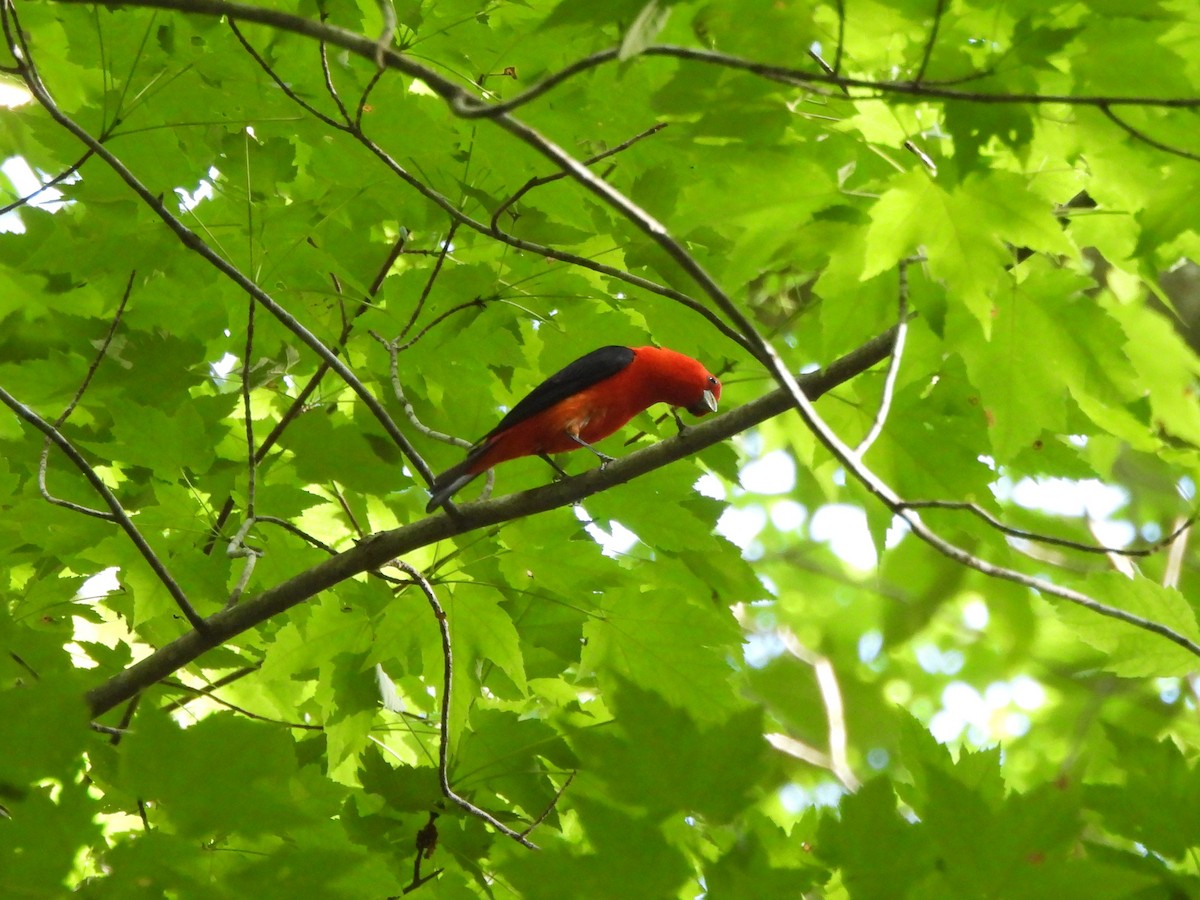 Scarlet Tanager - ML620155670