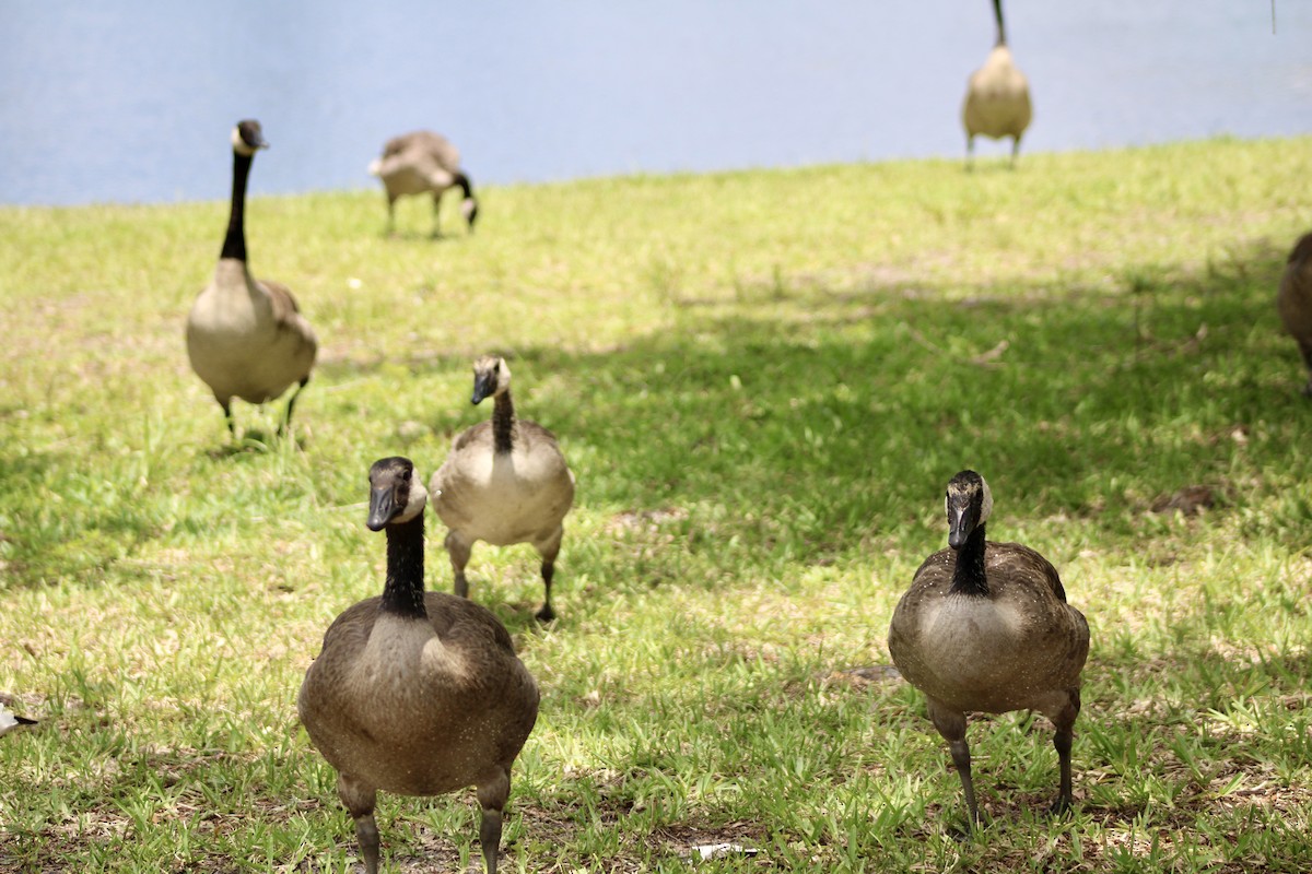 Canada Goose - ML620155671