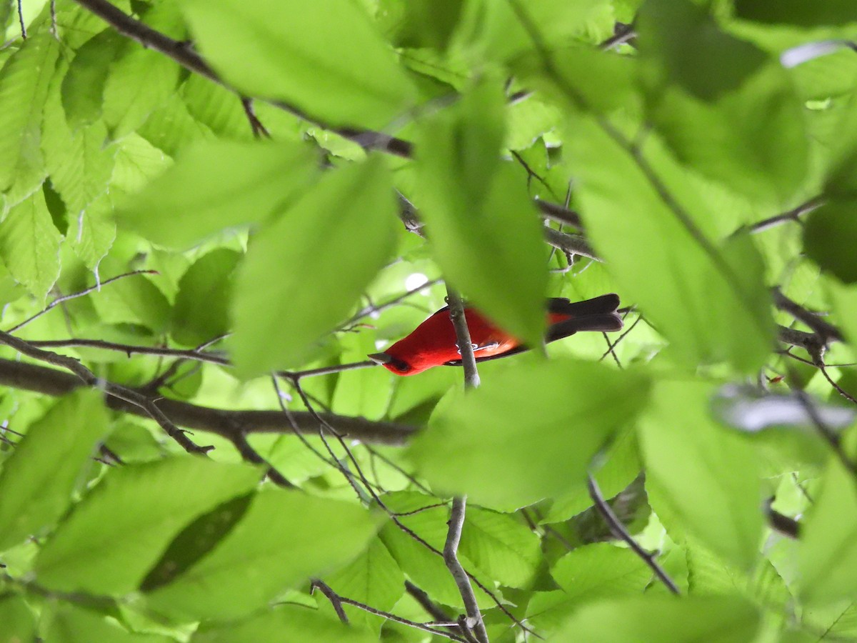 Scarlet Tanager - ML620155672