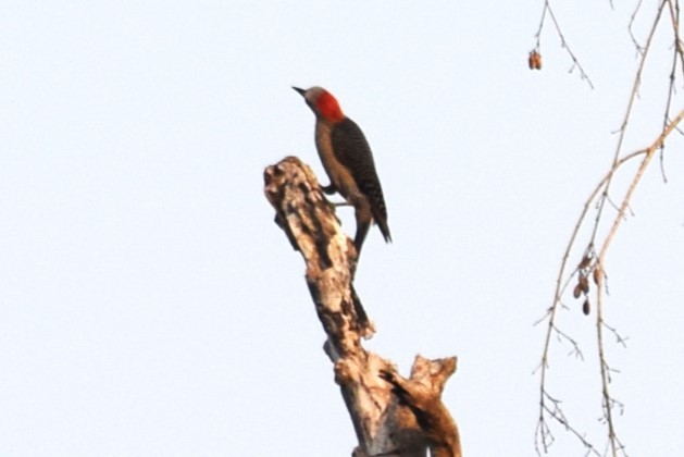 Golden-fronted Woodpecker - ML620155677