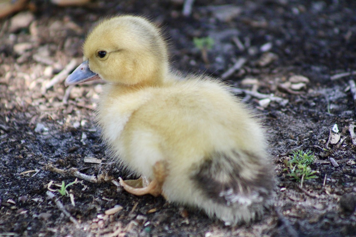 Muscovy Duck (Domestic type) - ML620155679