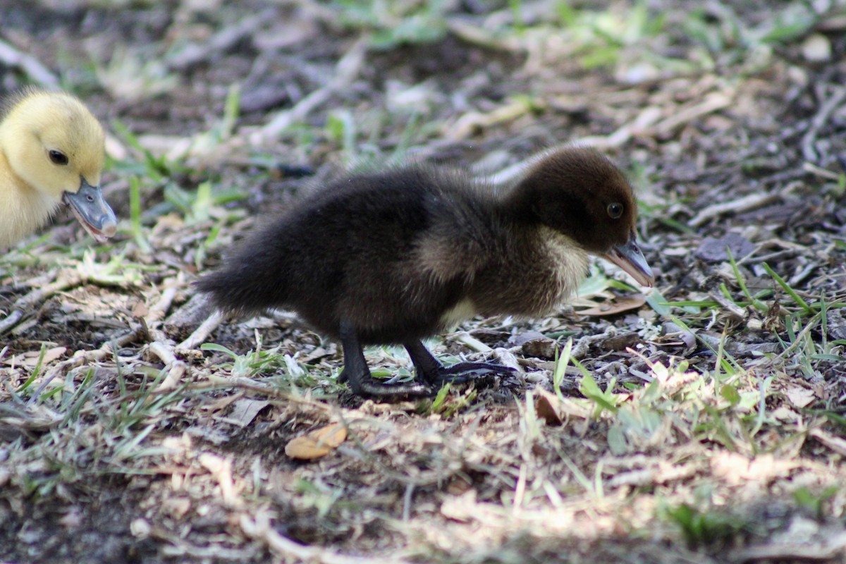 Canard musqué (forme domestique) - ML620155680