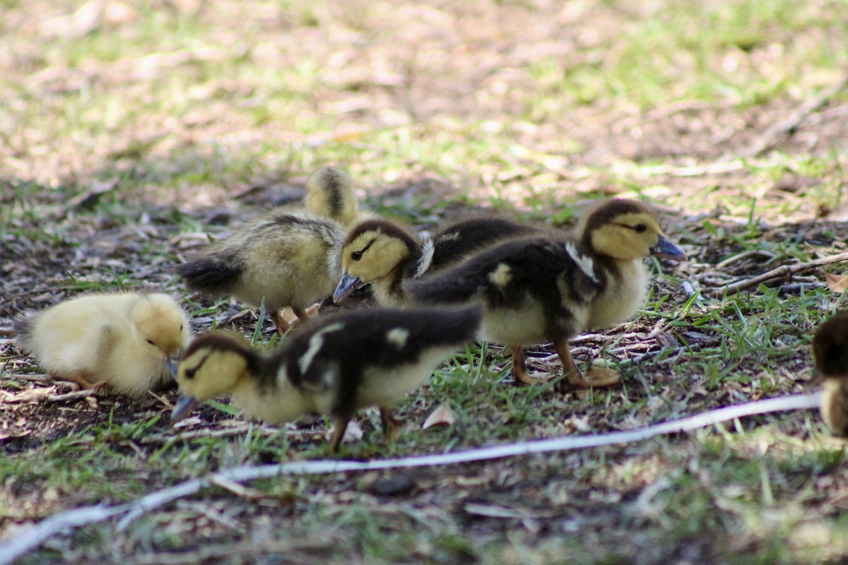 Muscovy Duck (Domestic type) - ML620155681