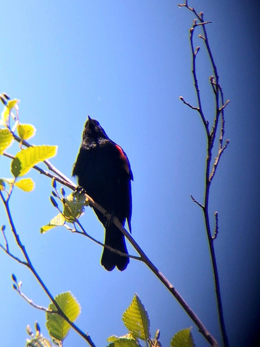 Red-winged Blackbird - ML620155688