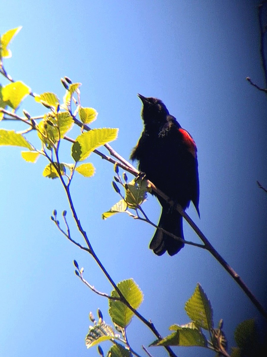 Red-winged Blackbird - F. Rainey