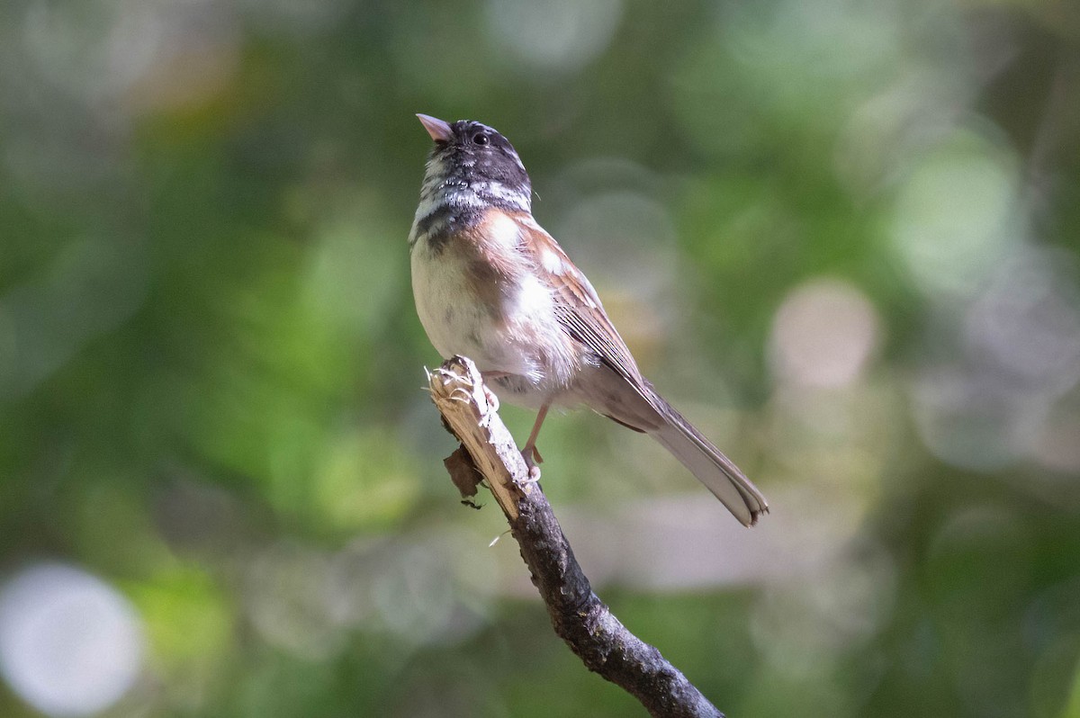 Junco Ojioscuro - ML620155691