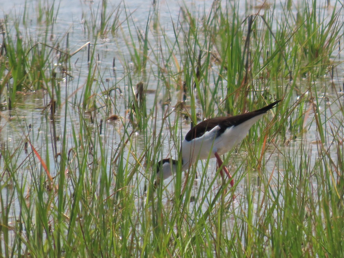 Black-necked Stilt - ML620155697