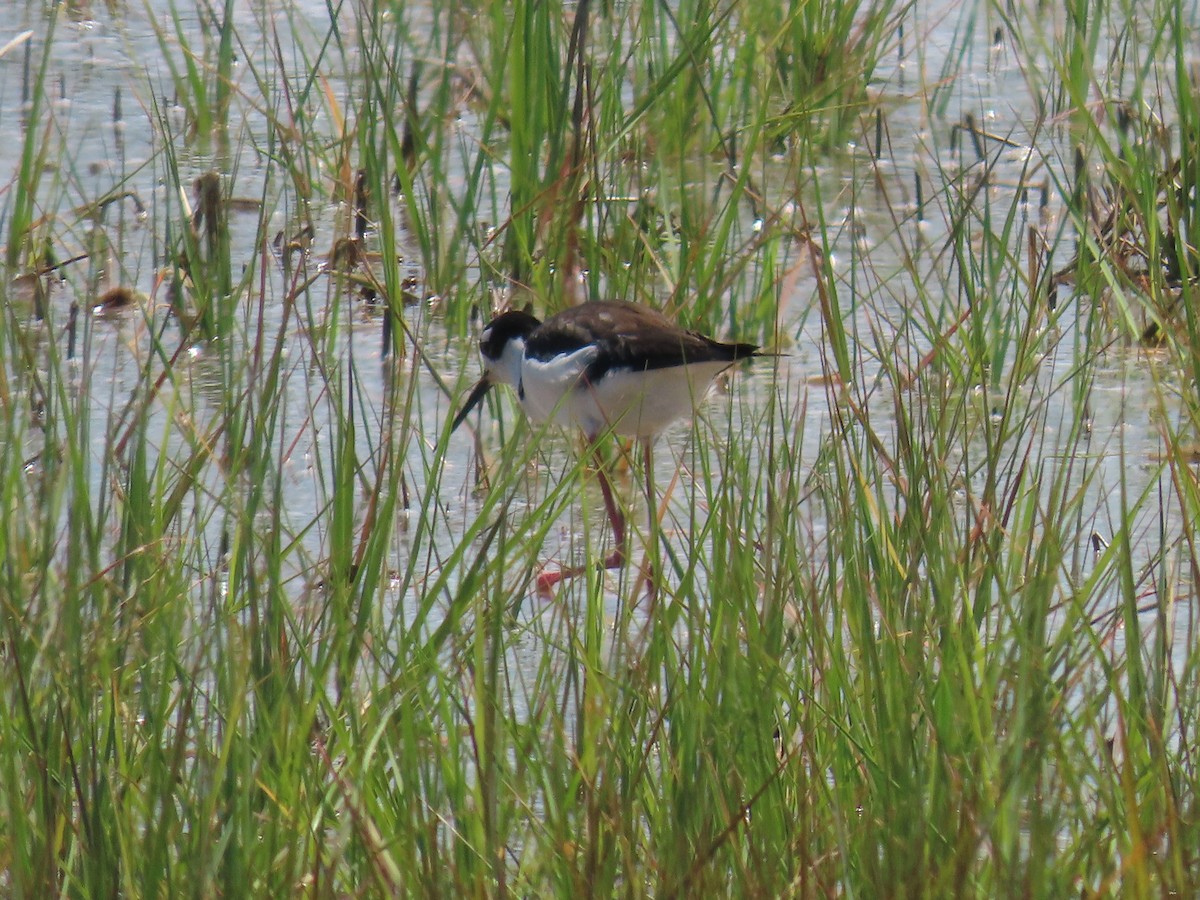 Black-necked Stilt - ML620155698