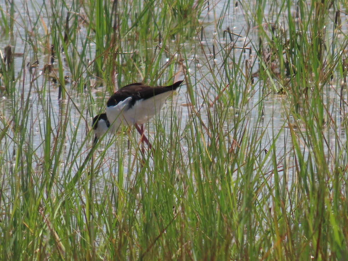 Schwarznacken-Stelzenläufer - ML620155699