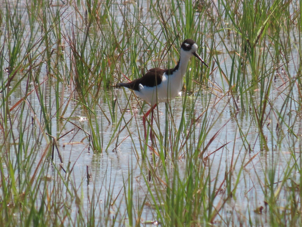 Schwarznacken-Stelzenläufer - ML620155700