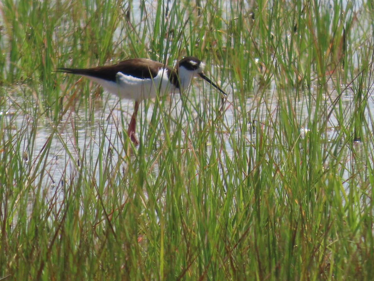 Black-necked Stilt - ML620155701