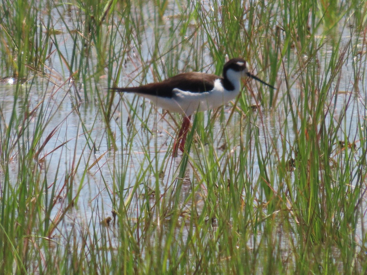 Schwarznacken-Stelzenläufer - ML620155702