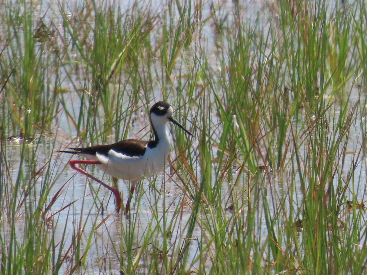 Schwarznacken-Stelzenläufer - ML620155703