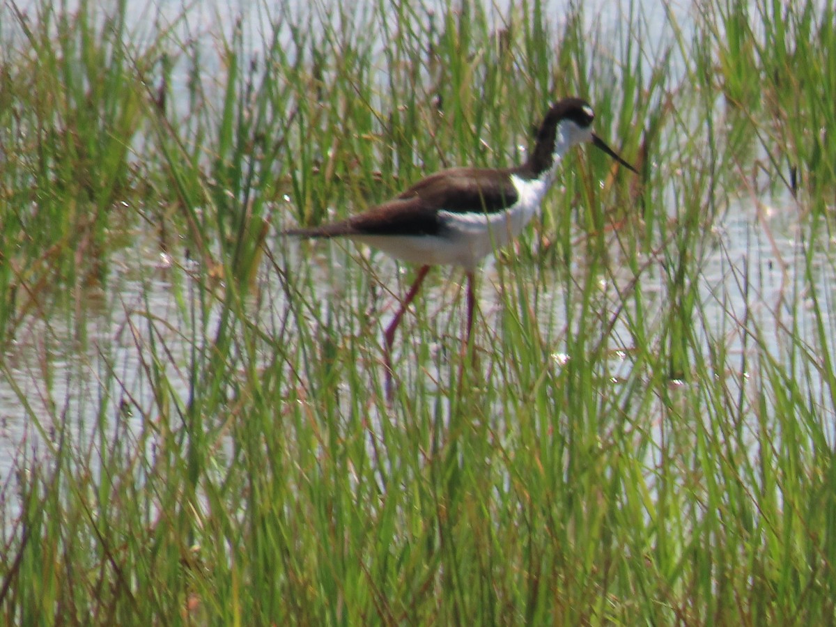 Black-necked Stilt - ML620155704