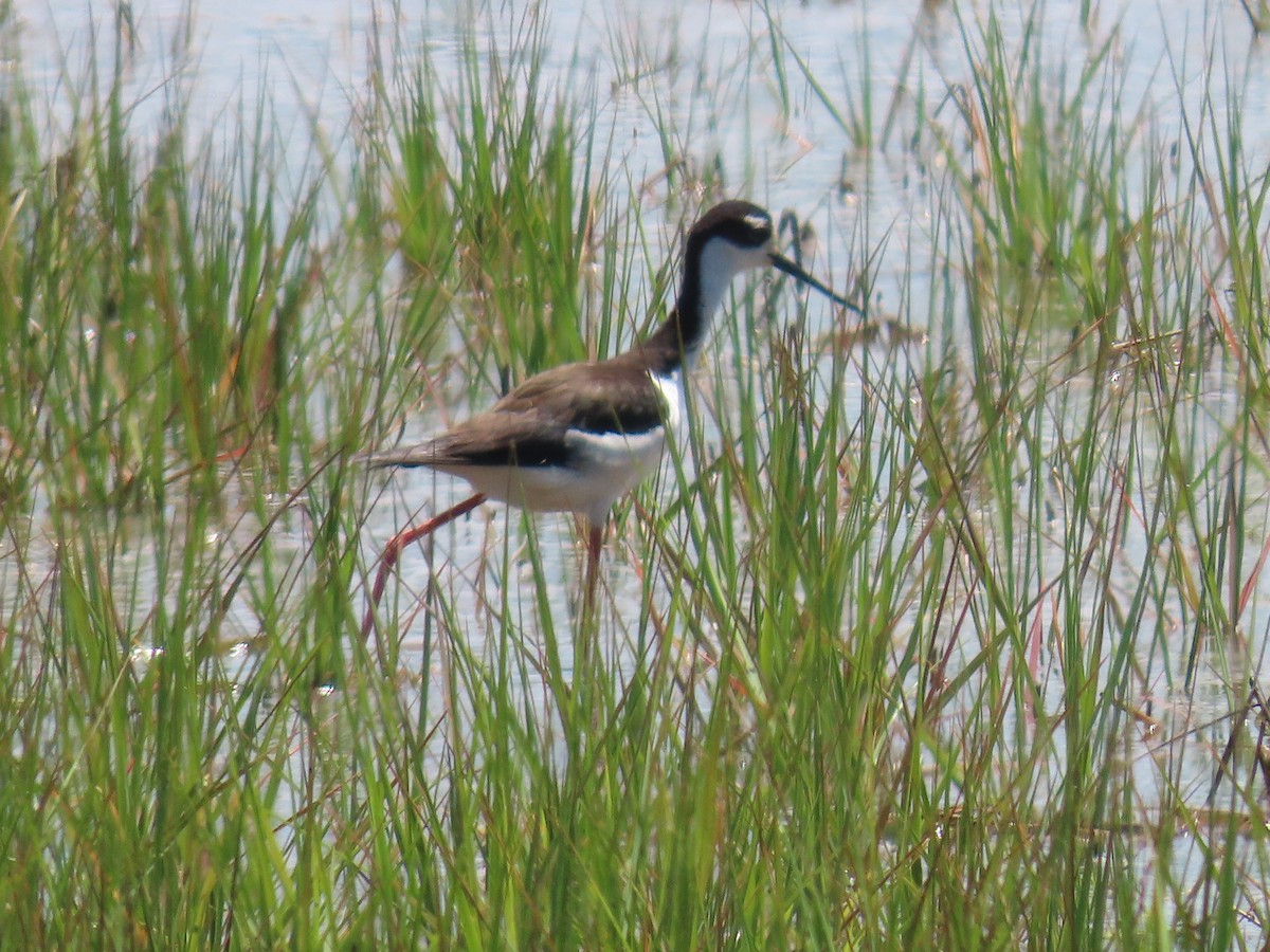 Schwarznacken-Stelzenläufer - ML620155705