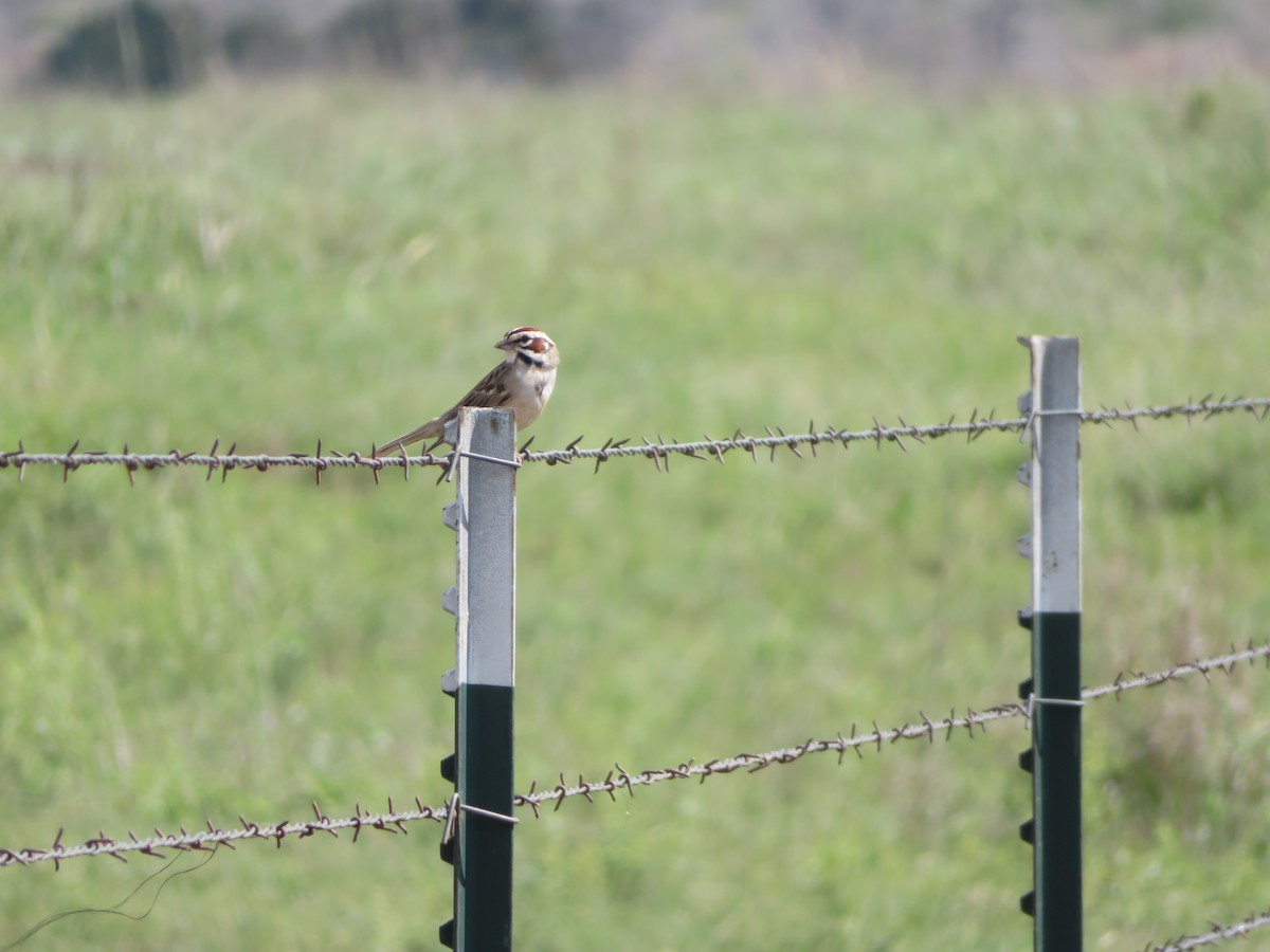 Lark Sparrow - ML620155706