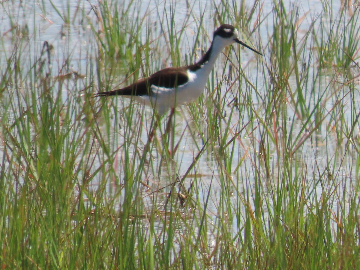 Black-necked Stilt - ML620155707