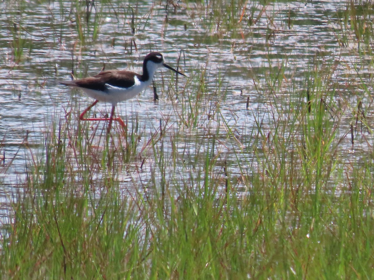 Schwarznacken-Stelzenläufer - ML620155708