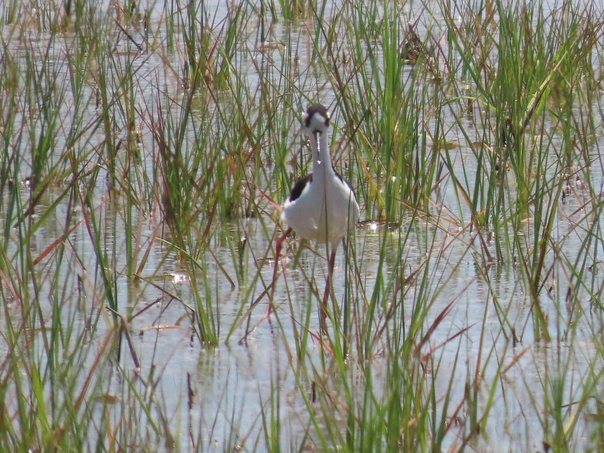 Black-necked Stilt - ML620155709