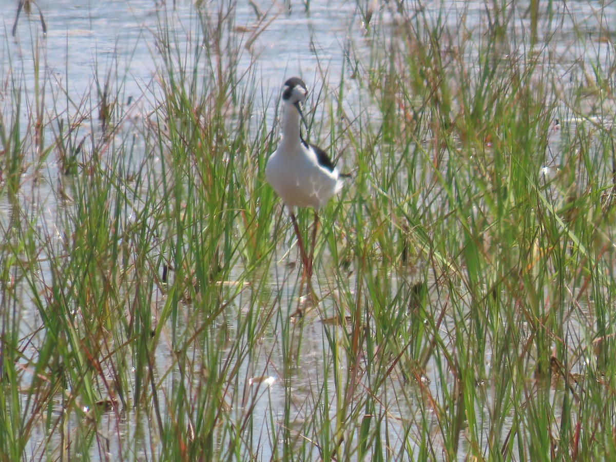 Schwarznacken-Stelzenläufer - ML620155710