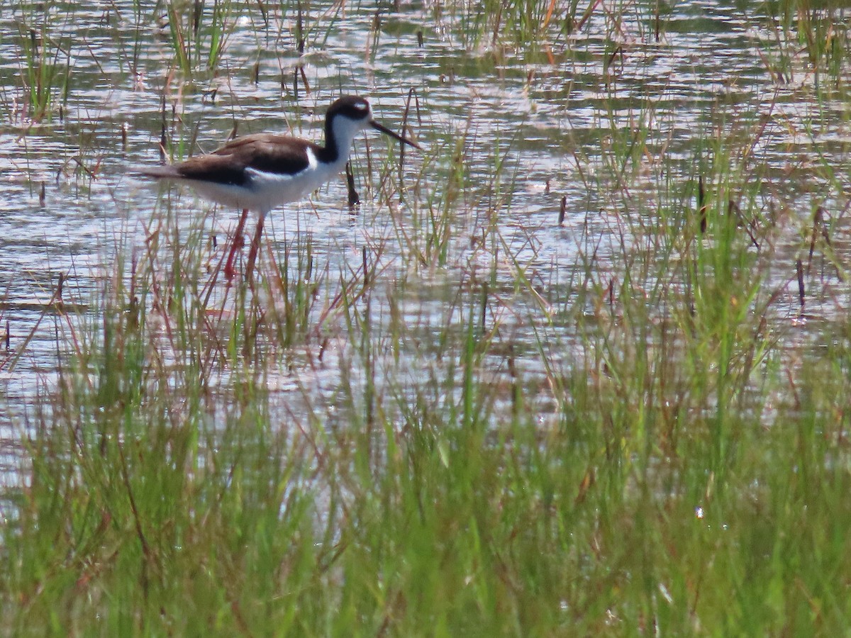 Schwarznacken-Stelzenläufer - ML620155711