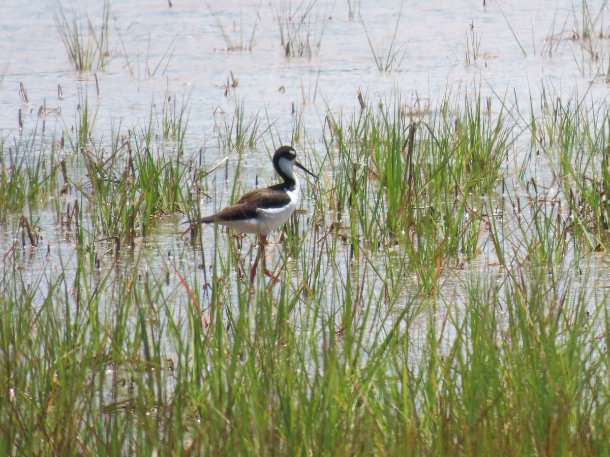 Schwarznacken-Stelzenläufer - ML620155713