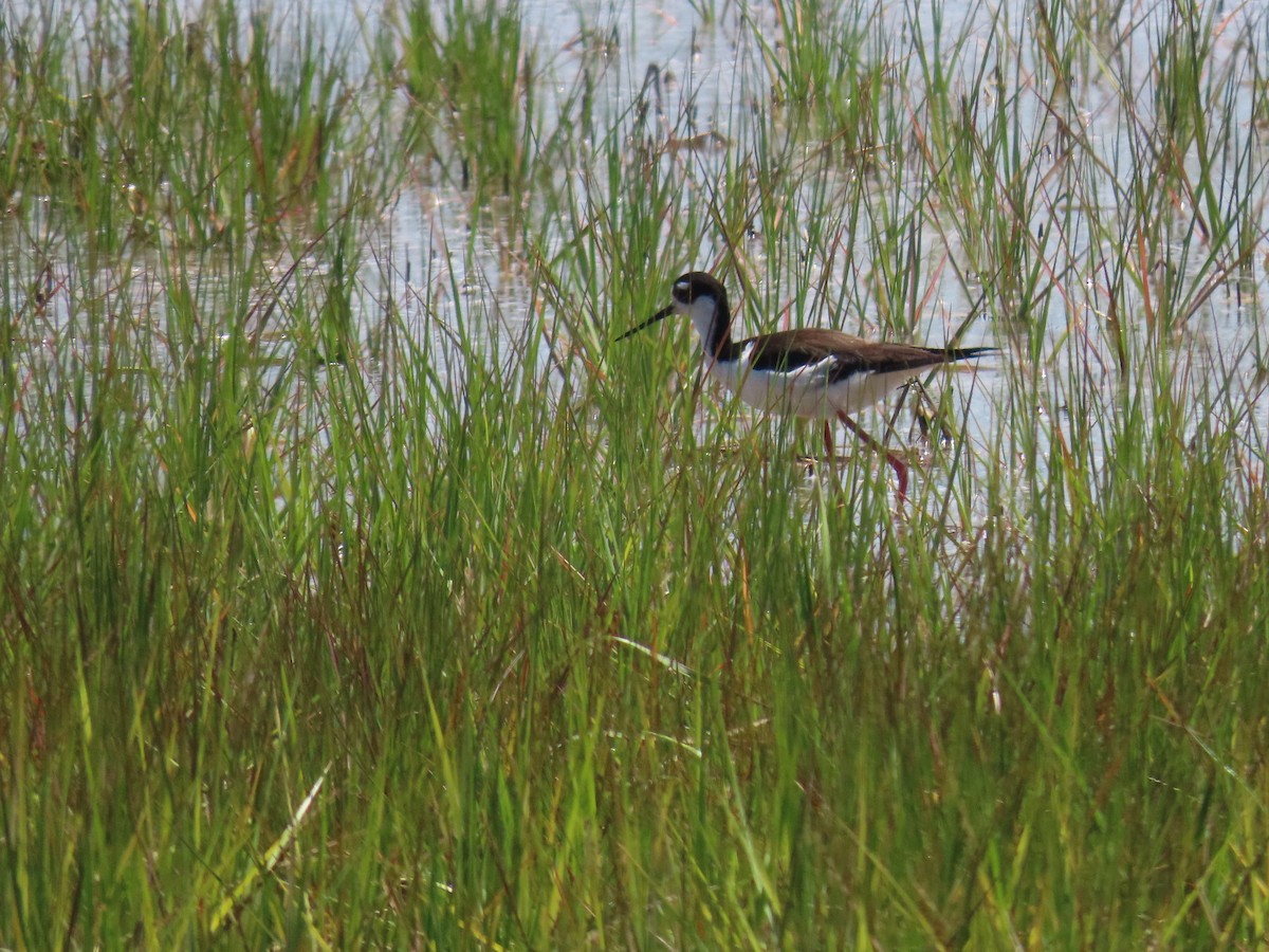 Schwarznacken-Stelzenläufer - ML620155714