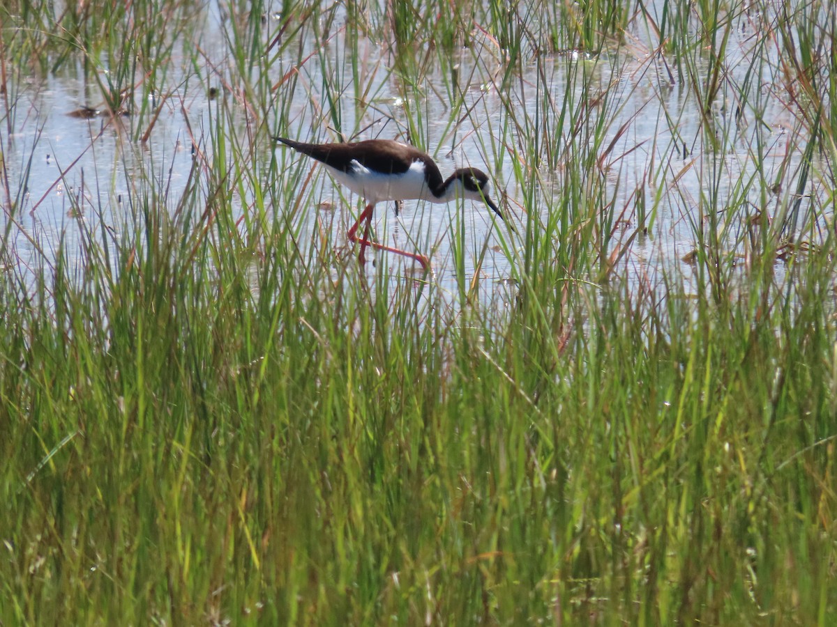 Schwarznacken-Stelzenläufer - ML620155715