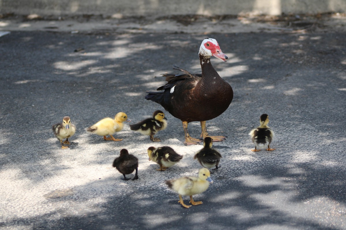 Muscovy Duck (Domestic type) - ML620155721