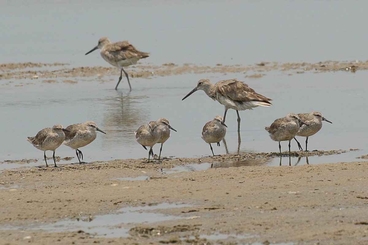 Red Knot - ML620155729