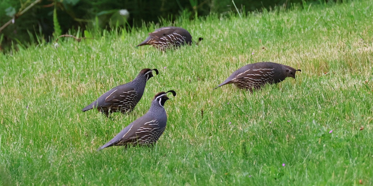 California Quail - ML620155730